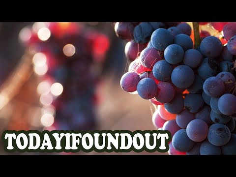 The Invention of Non-Alcoholic Grape Juice
