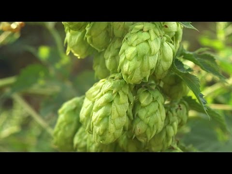 How to Choose Hops | Beer Brewing